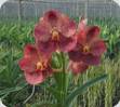 Vanda Rujiroj